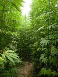 富含cbd的大麻长期以来一直被用于其积极的健康益处。©德文的化学物质