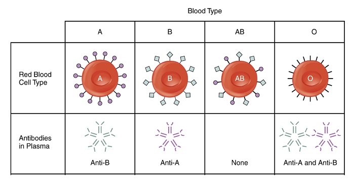 血型特异性抗体。©NIRI