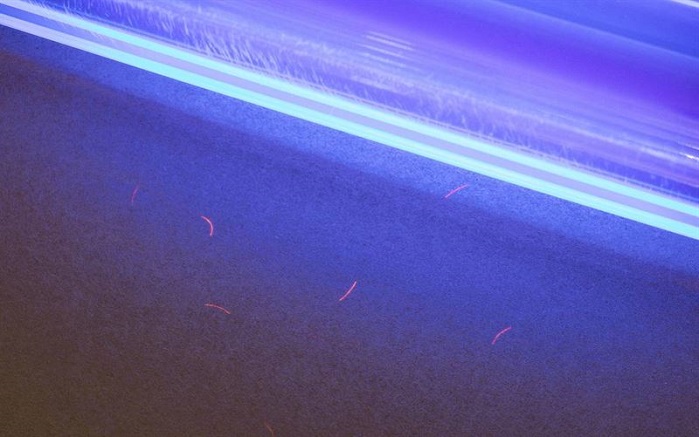 荧光安全纤维在紫外线下可见。©Ahlstrom-Munksjö