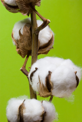 从去年12月到今年2月，埃及棉花出口增长了181.6%。